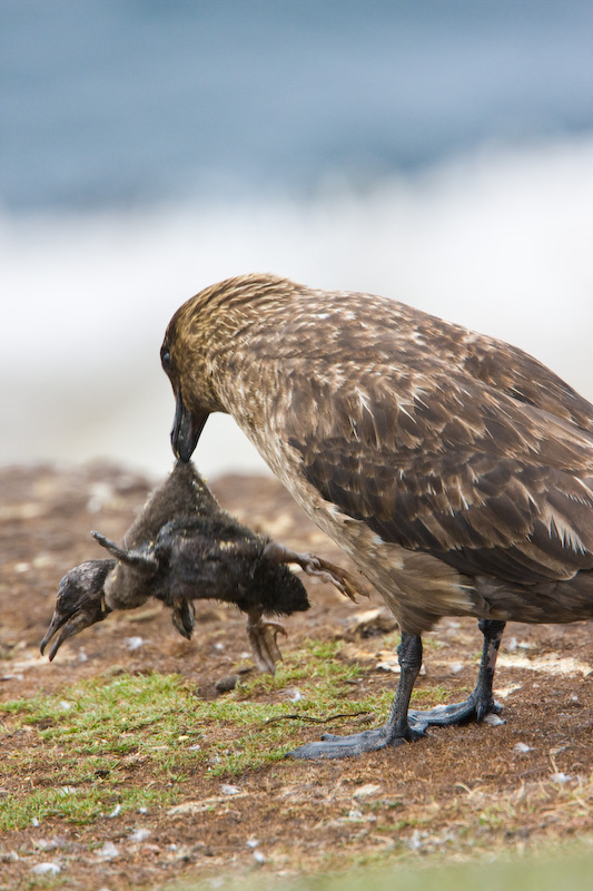 Brown Skua Eating Imperial Cormorant Chick